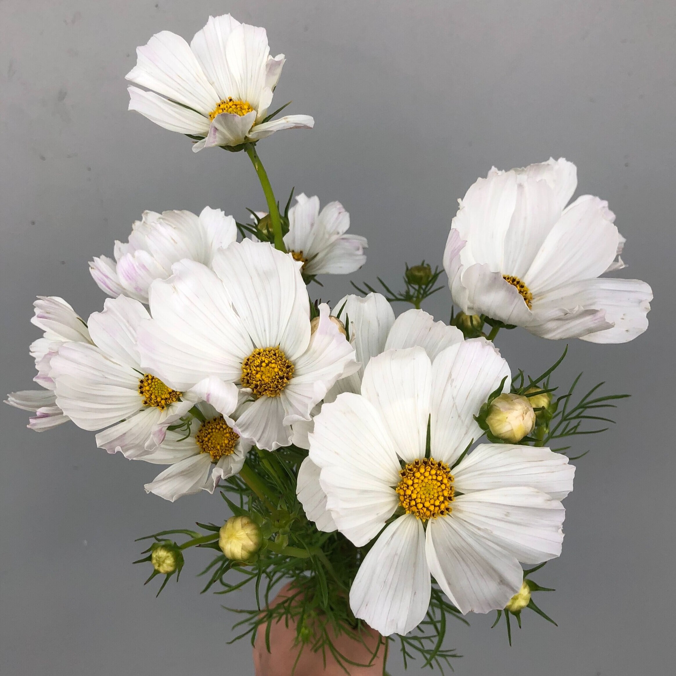 Seasonal List-October — Twin Cities Flower Exchange